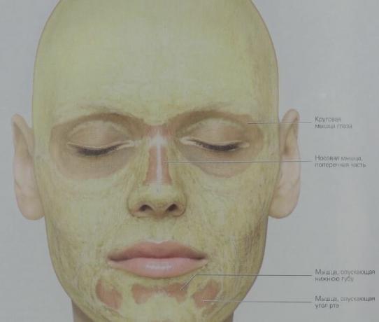 Det er hvordan underhudsfett er fordelt i vårt ansikt (gul). I de sirkulære musklene i øynene lag av bindevev inneholder nesten ikke noe fett