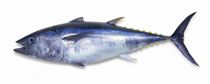 blåfinnet tunfisk
