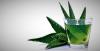 Aloe vera: nyttige egenskapene til planter som du har på din vinduskarmen
