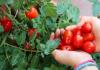 6 overraskende helsemessige fordeler av tomater