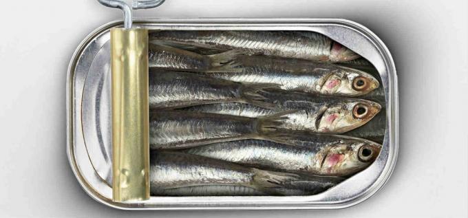 sardiner