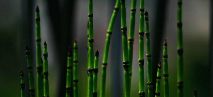 Equisetum - horsetail