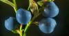 7 grunner til å spise blåbær