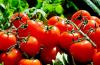 Hvordan ordentlig introdusere tomater i kostholdet til barn