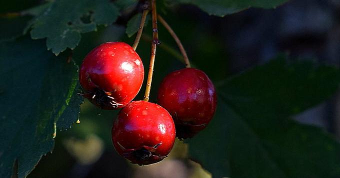 Hawthorn - hagtorn frukt