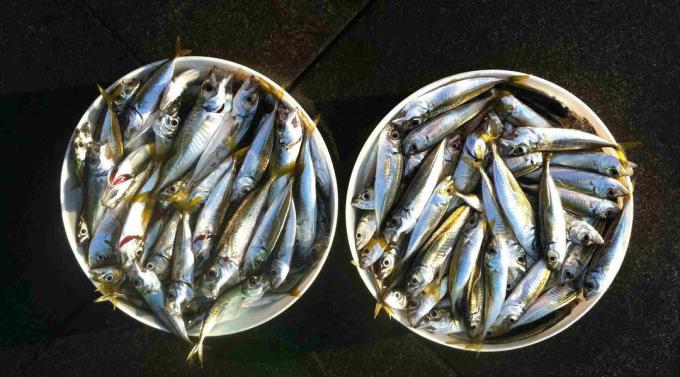 Sardiner - sardiner