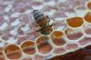 Hva er galt med moderne honning