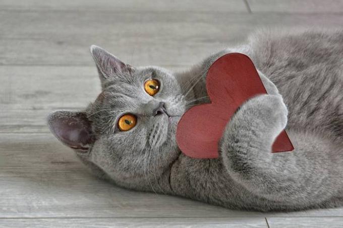 15 fakta om katter som gjør dem enda mer kjærlighet