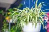 7 potteplanter for perfekt ren luft hjemme