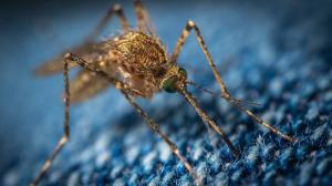 Mygg og grudnichok 5 sikreste måtene å beskytte barnet fra biting