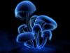 Magic mushrooms, vinne depresjon