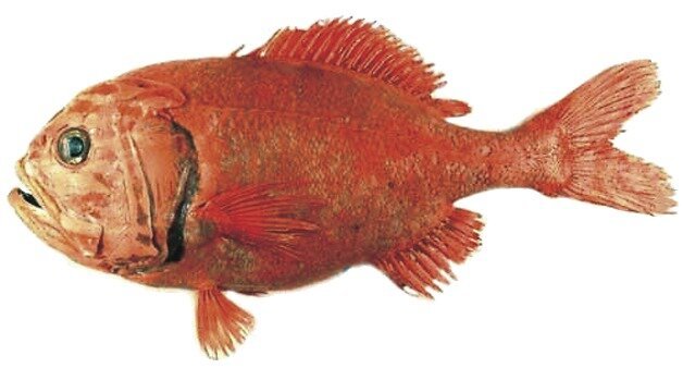 bighead fisk