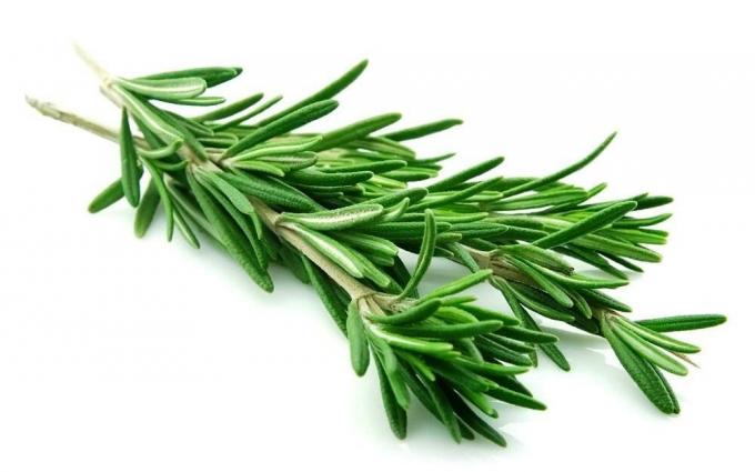 Rosemary